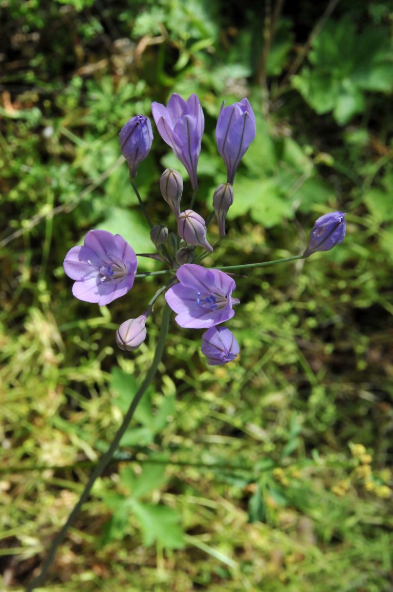 010Brodiaea