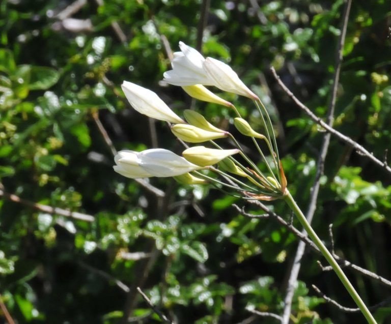 011WhiteBrodiaea