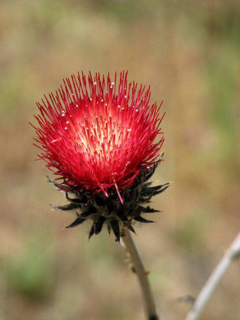 012CarmineThistle