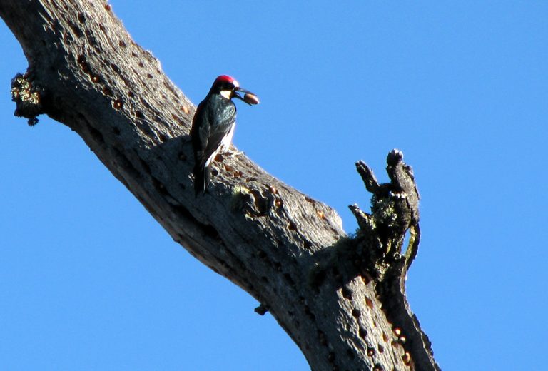 017AcornWoodpecker