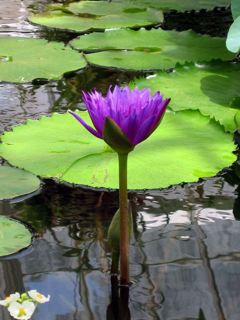 023WaterLilly1