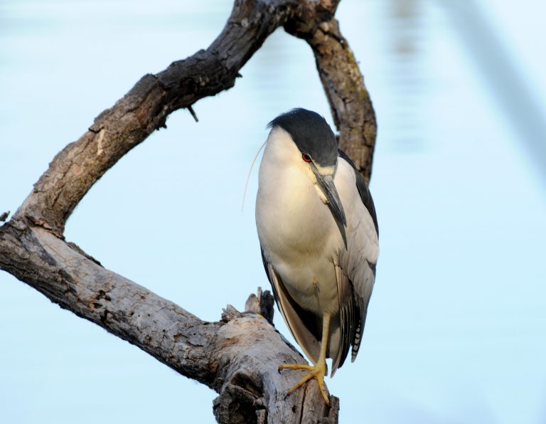 033BlackCrownedHeron