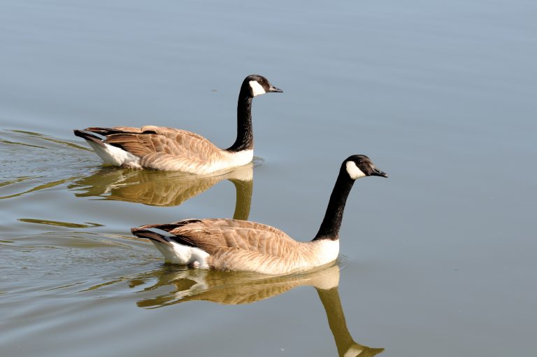 037CanadaGeese2