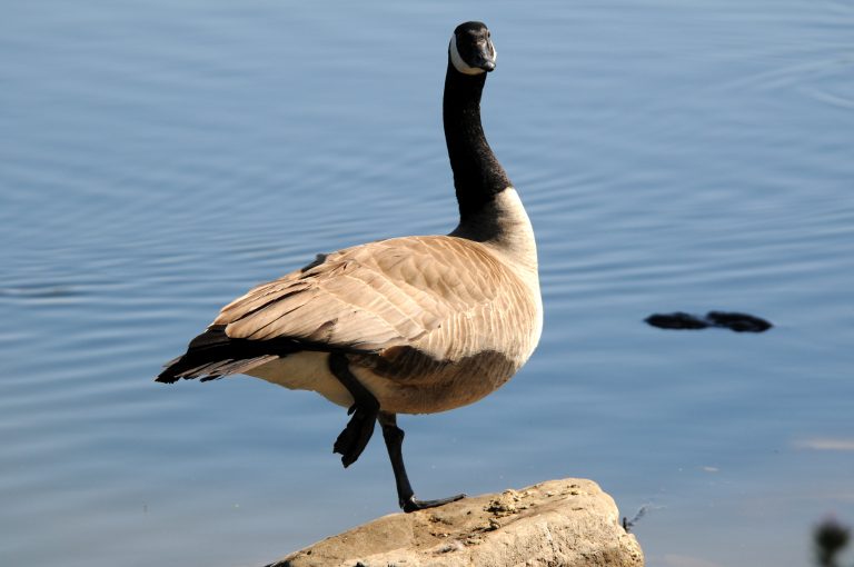 038CanadaGoose