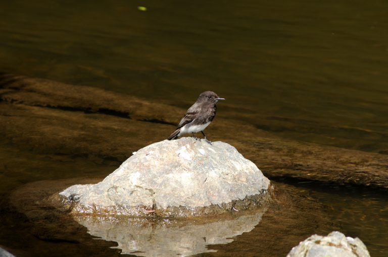 040BlackPhoebe
