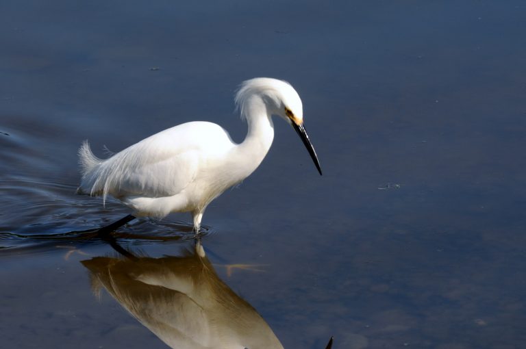 041GreatEgret