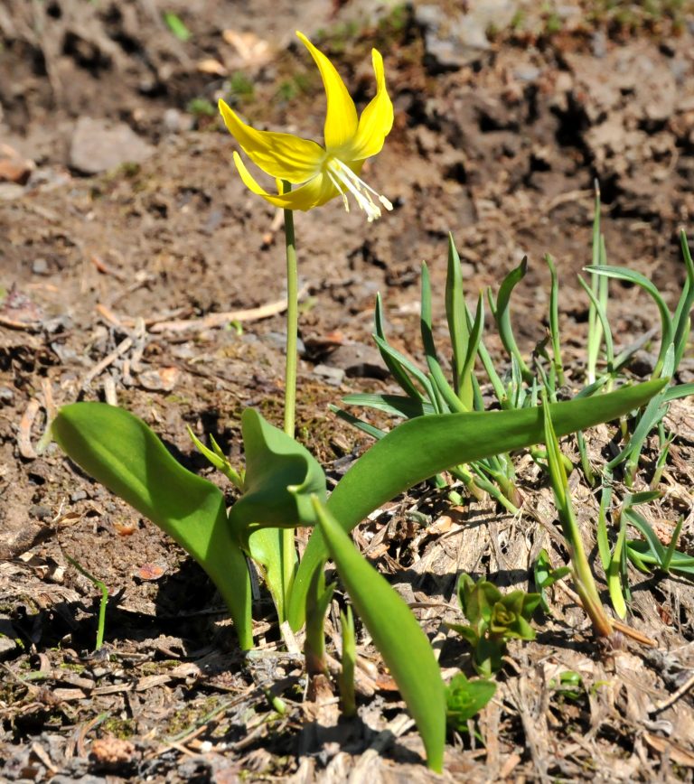 063GlacierLilly