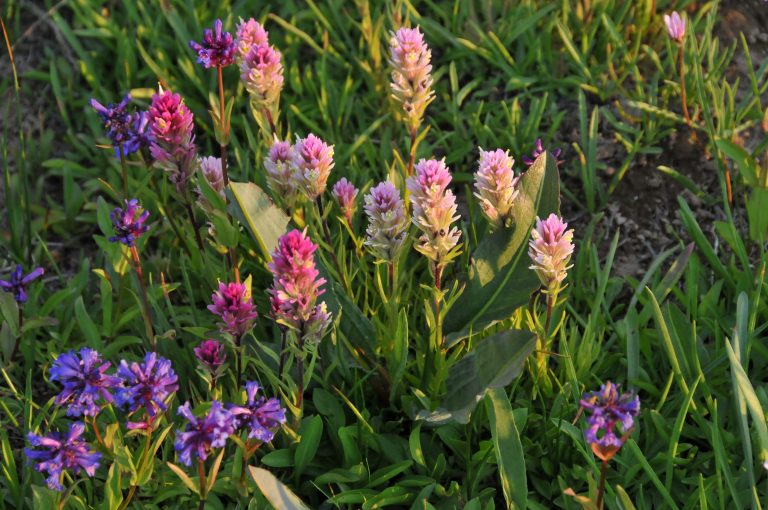 085IndianPaintbrush&WhorledPenstemon