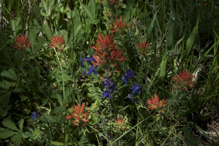 089Larkspur&Paintbrush