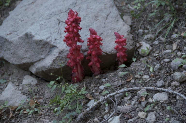 090Snowplant